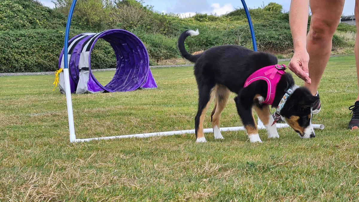 Dog agility training with hoops