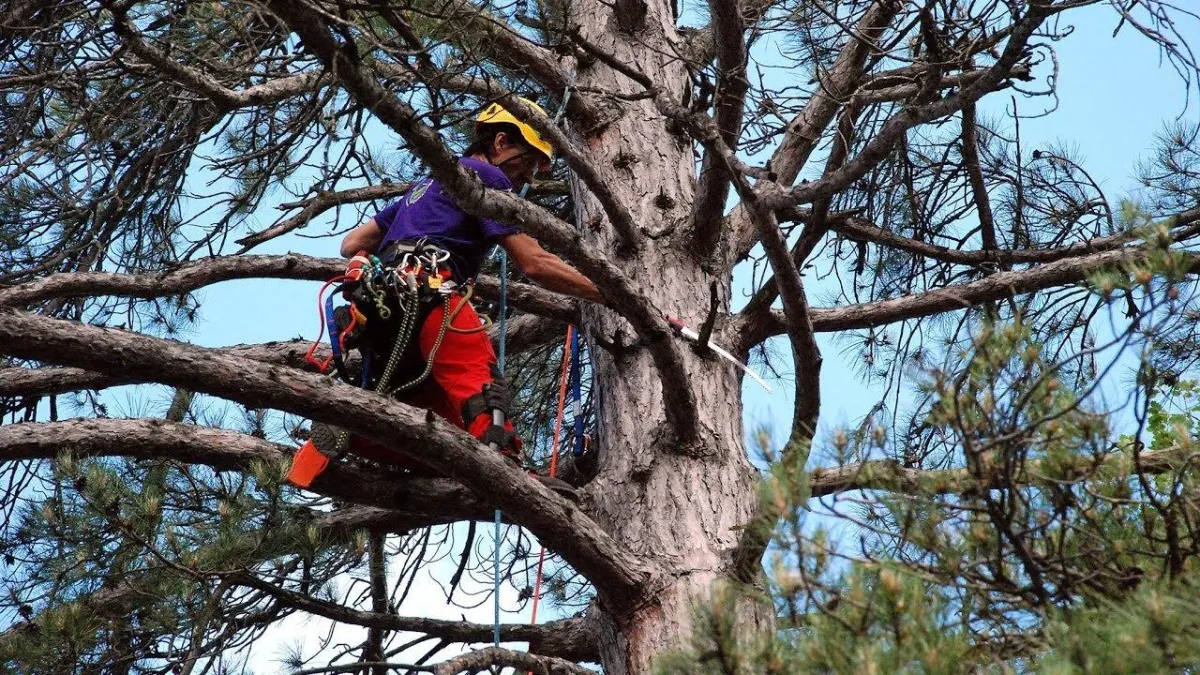 Emergency tree services in Norfolk