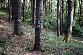 Tree health monitoring in Nolfork