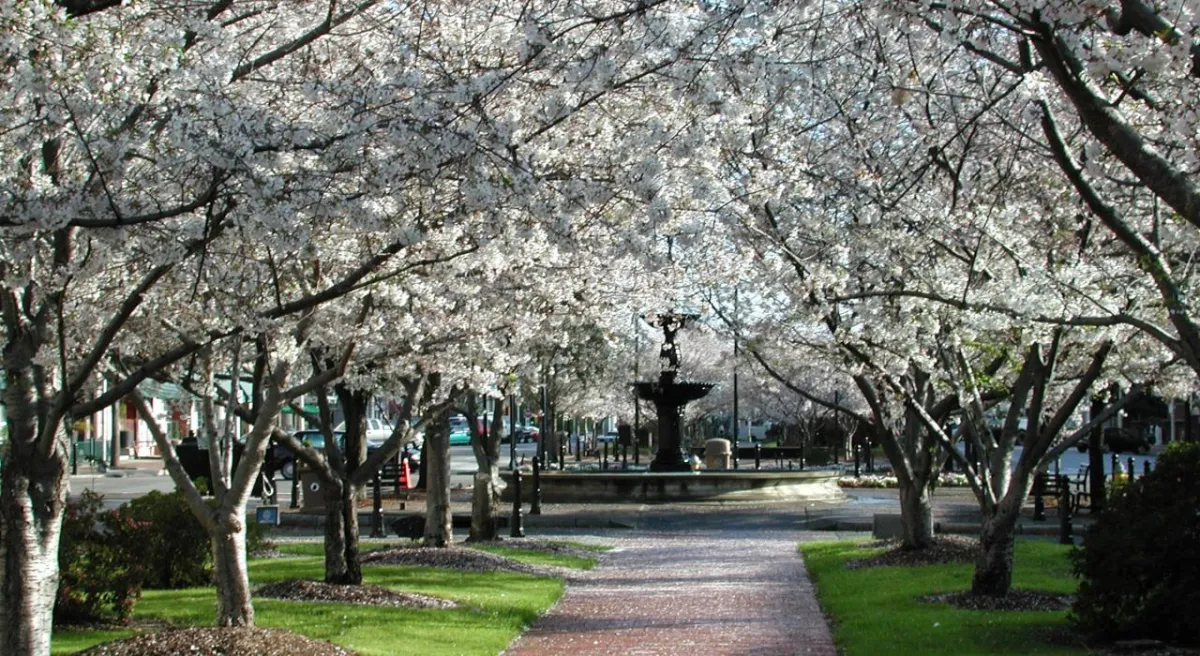 Pathway lined with blooming cherry blossom trees leading to a black fountain in a public park