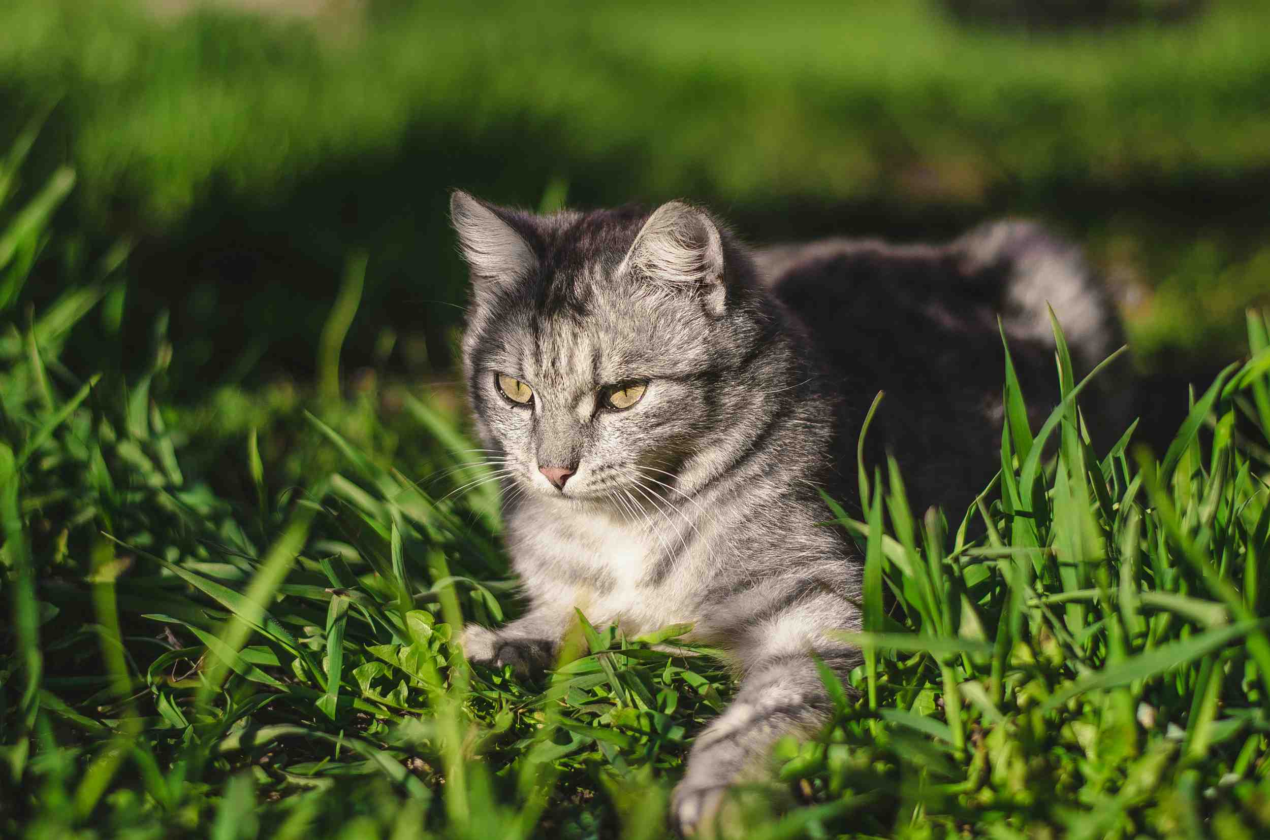 Kattenspeeltje