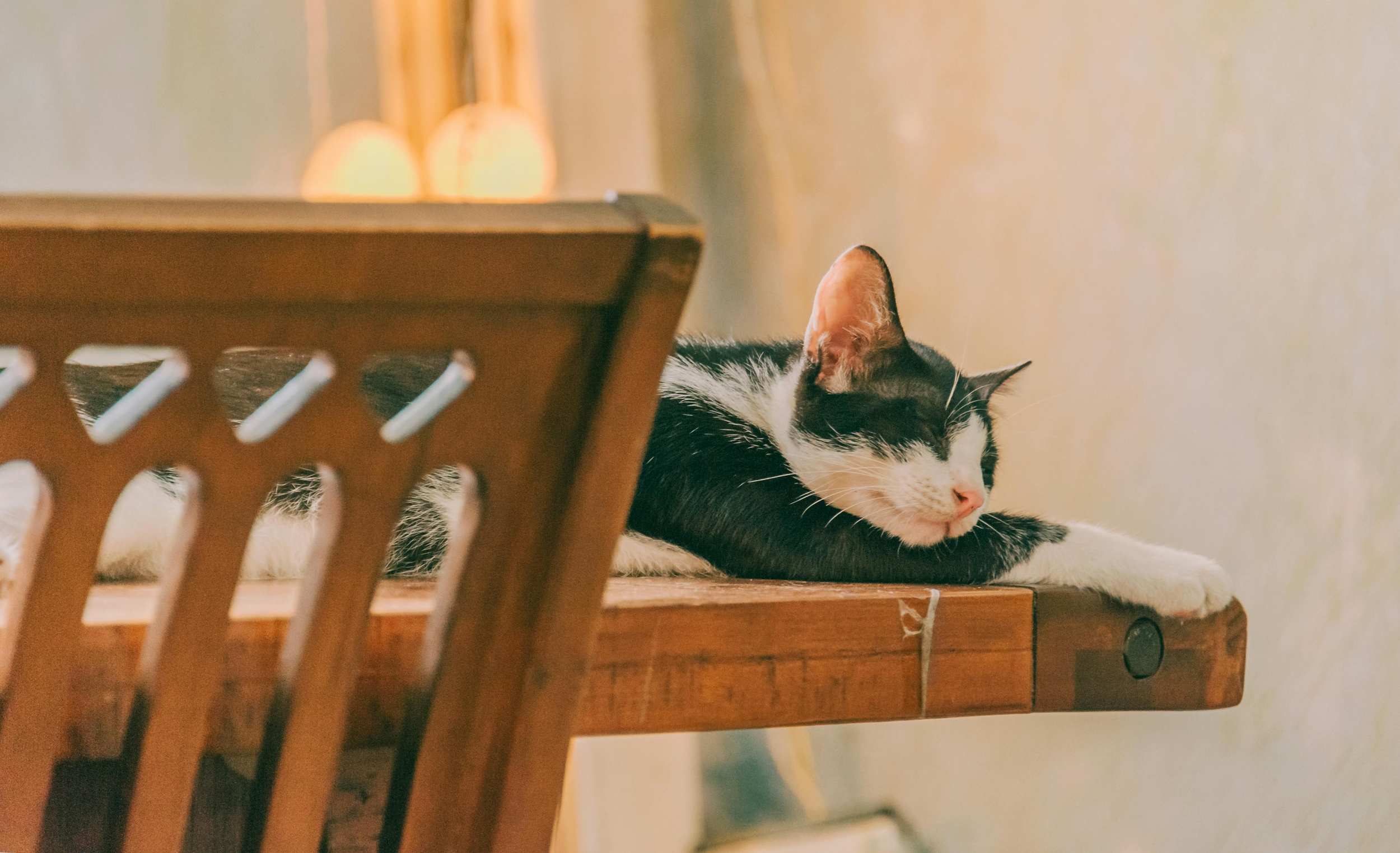 Kat verzorgd thuis