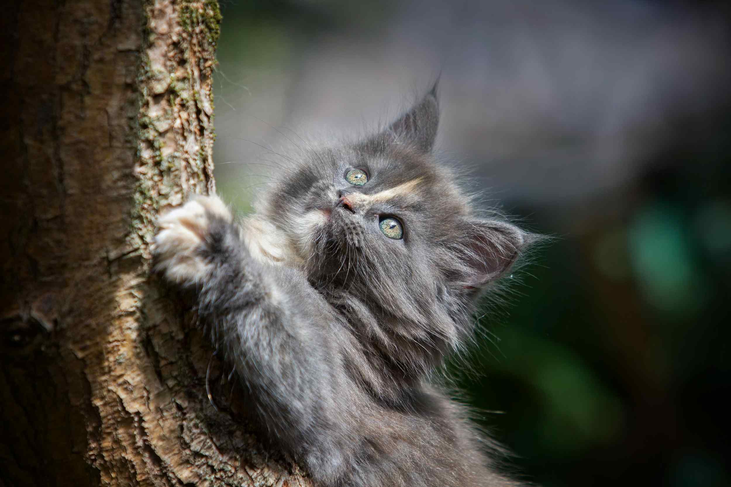 Sulti interacting with a cat