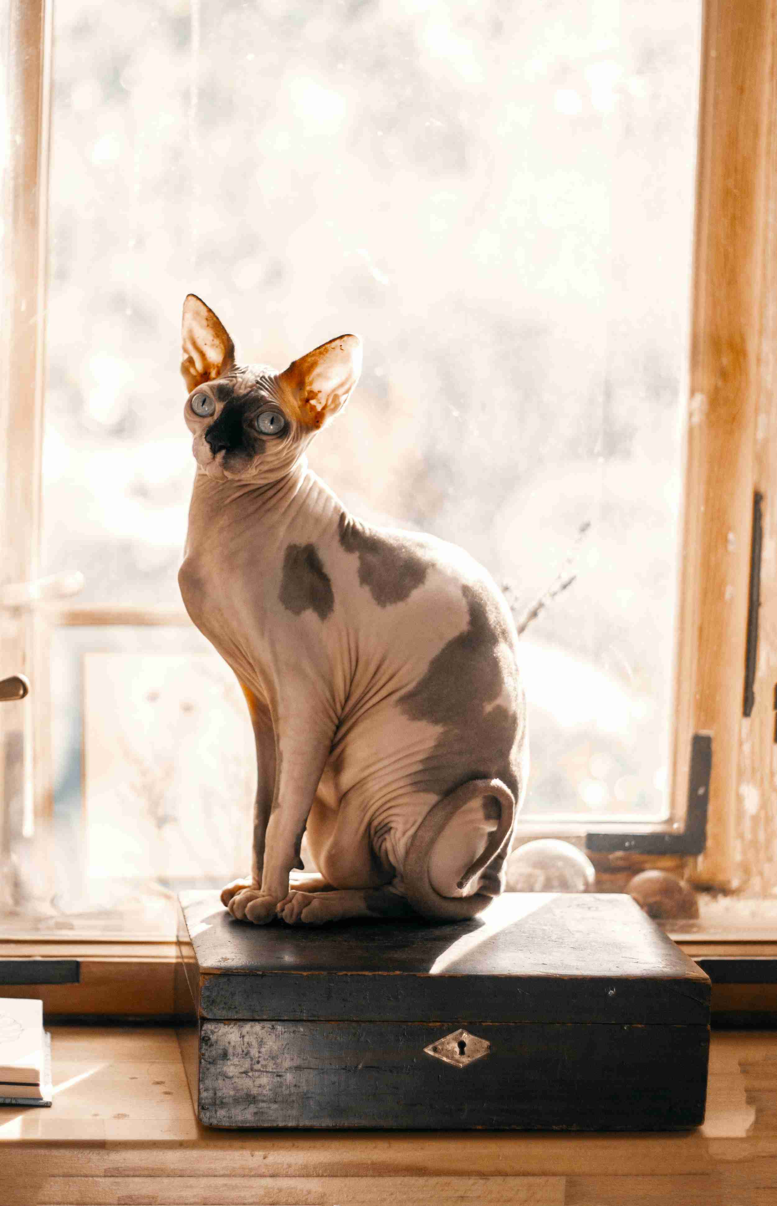 Ontspannen kat