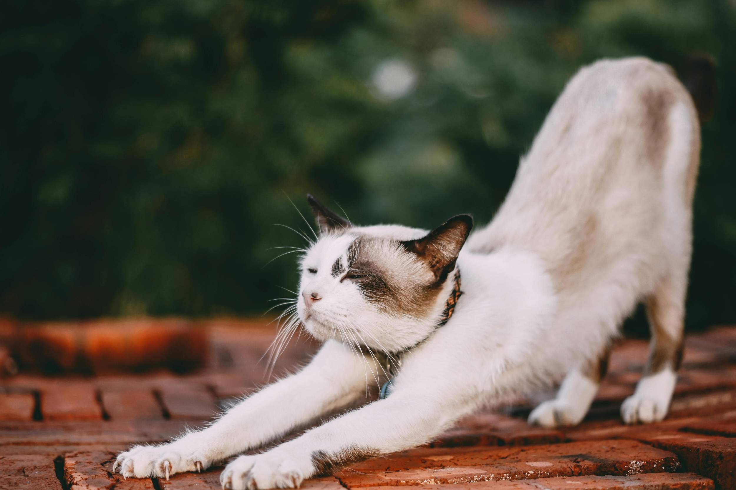 Sulti working with a feline client