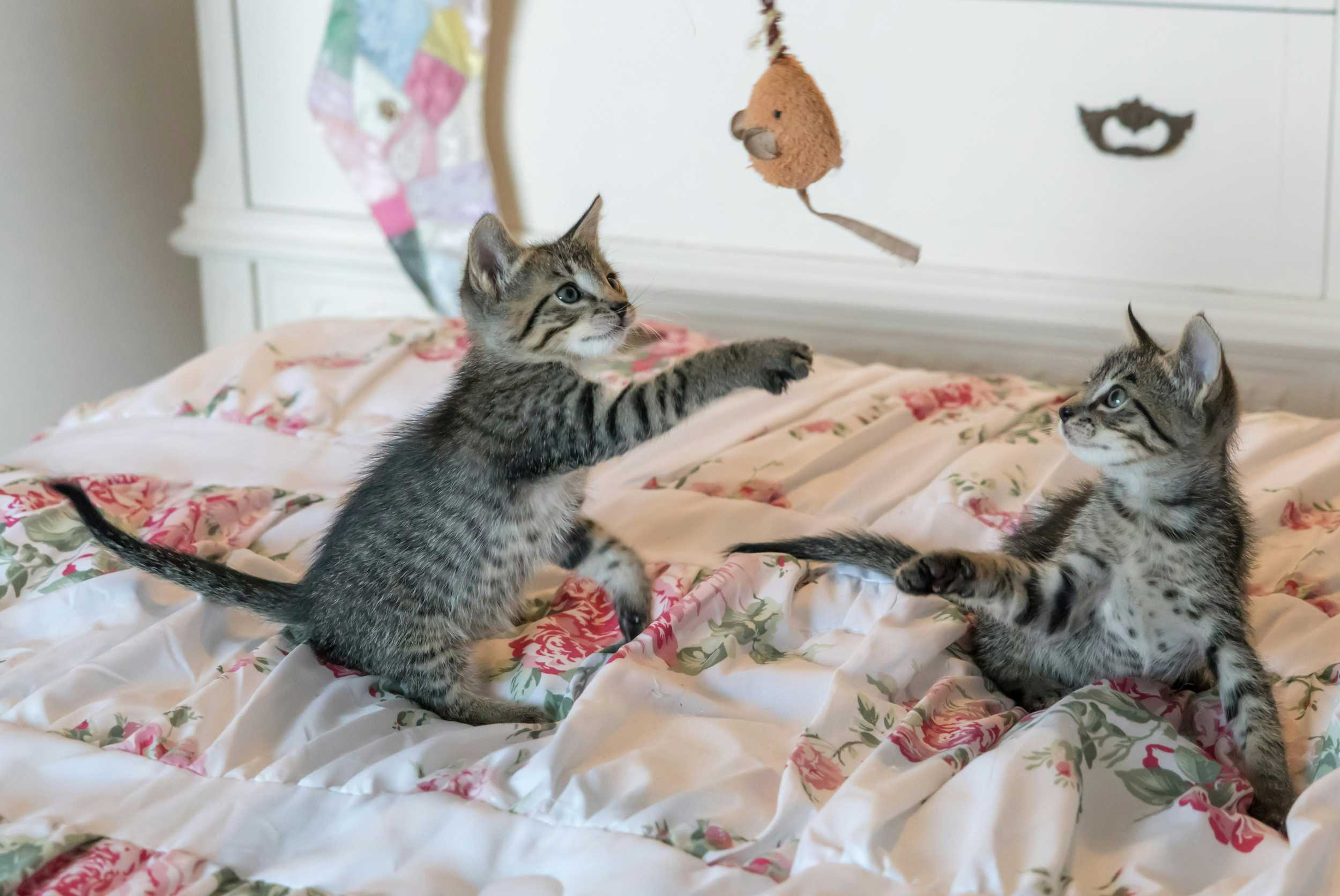 Spelen met je kat