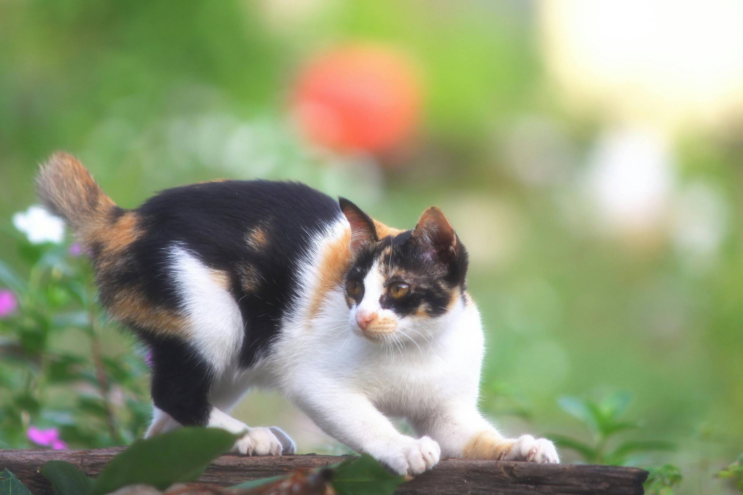 Ontspannen kat