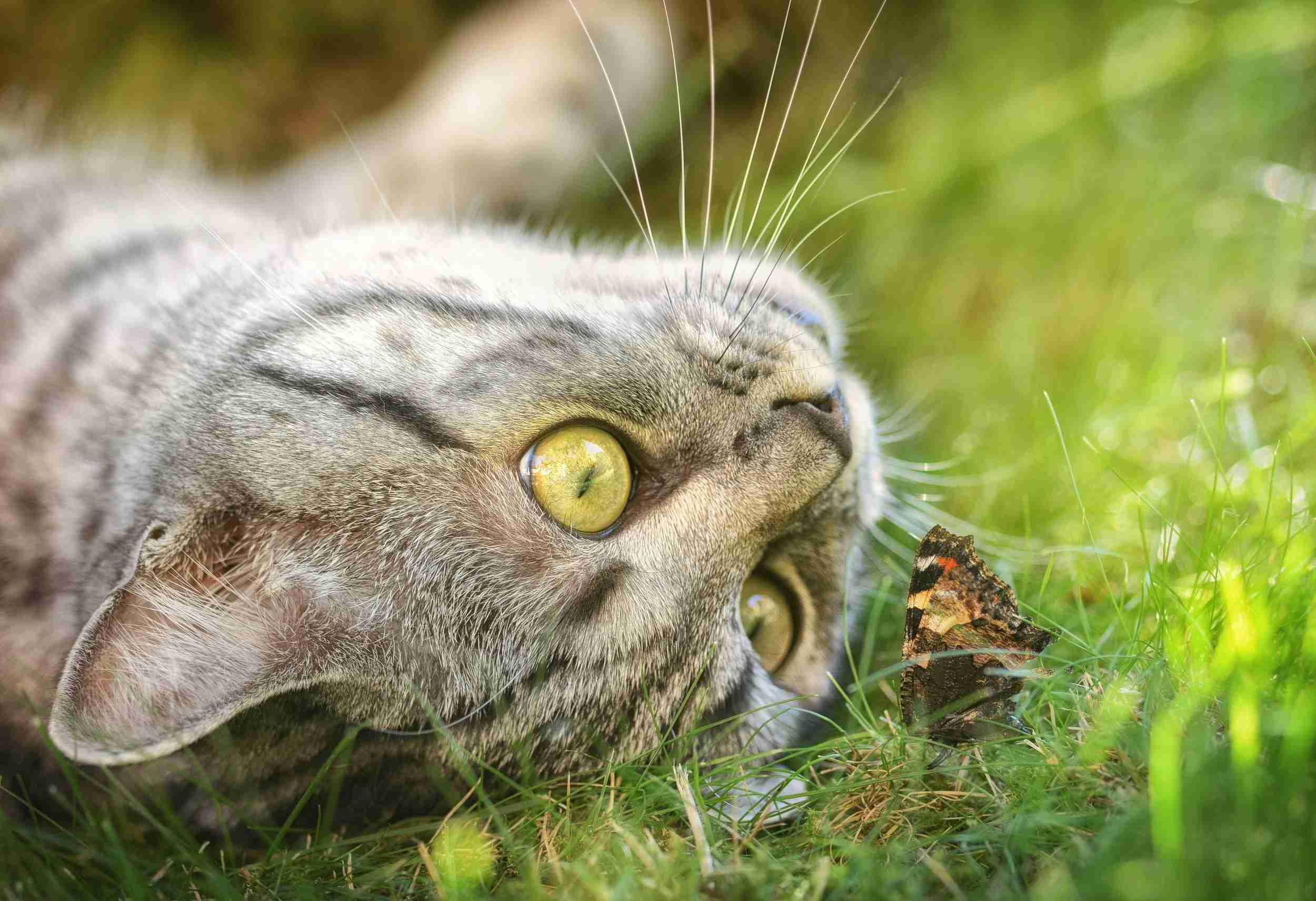 Cat behavior observation
