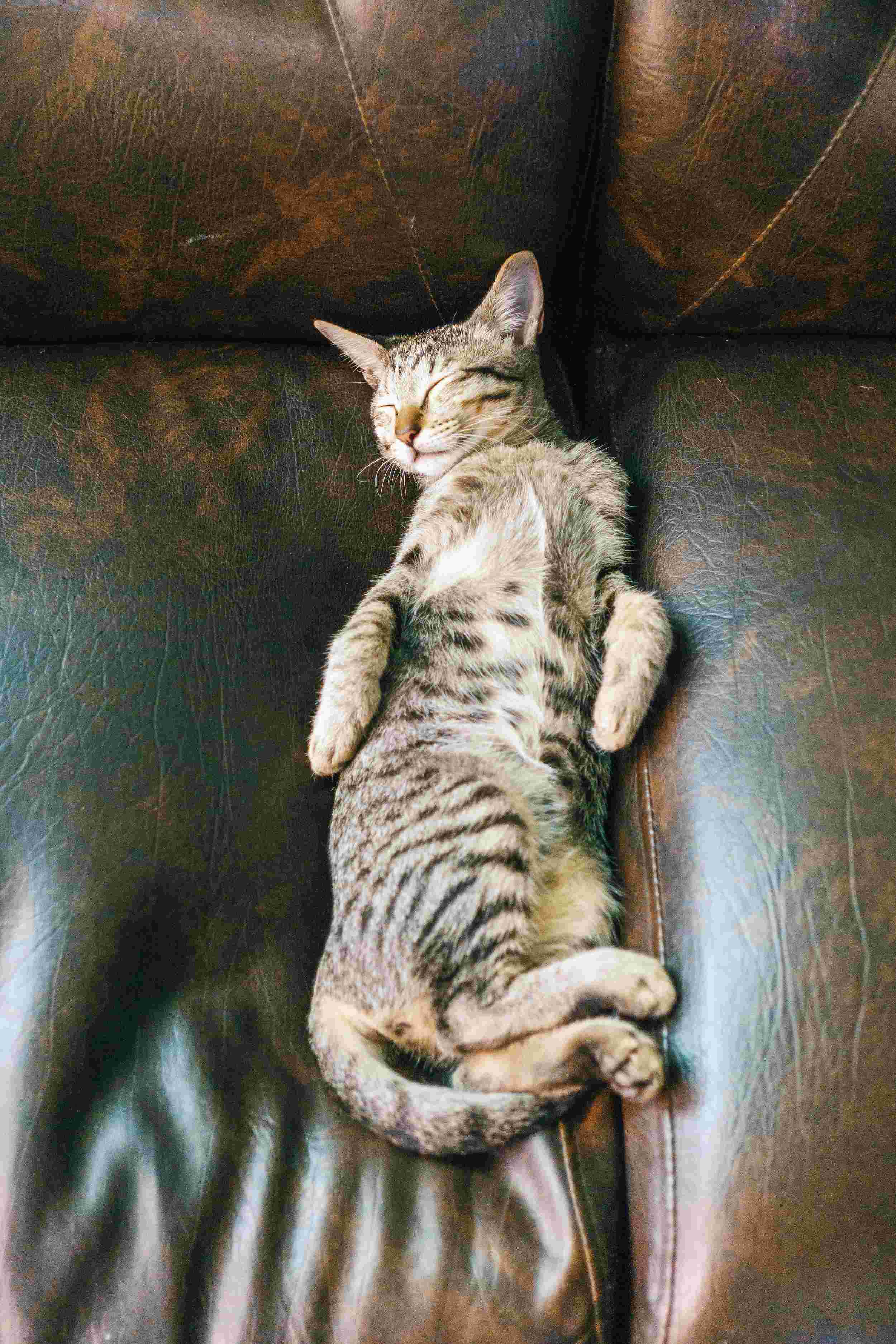 Kattenspeeltje