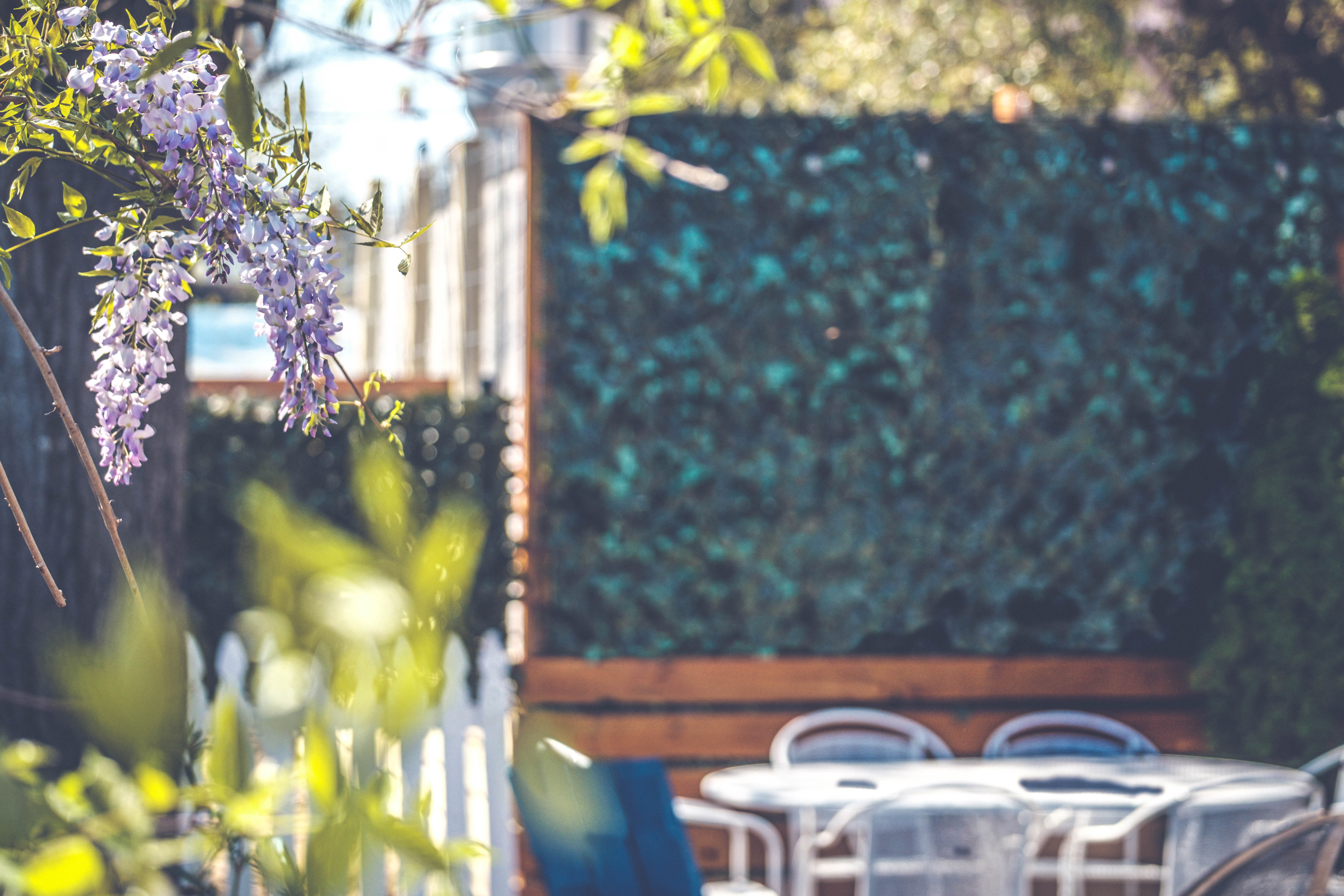 The Backyard Aiken outdoor dining and  wisteria