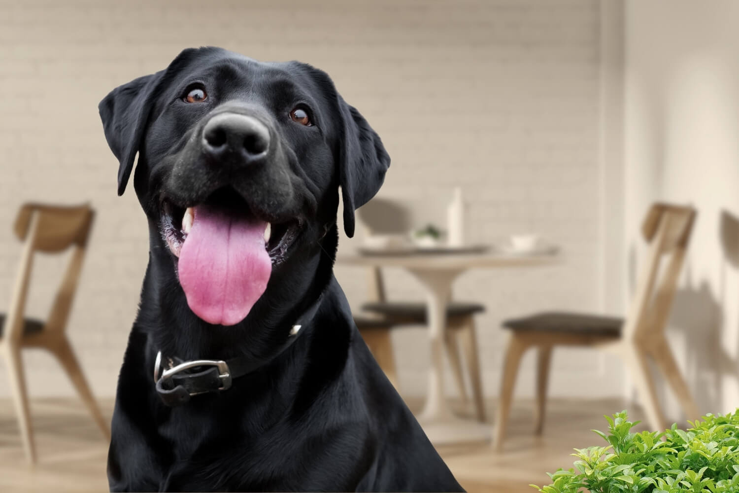 dog in cafe