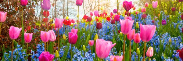 🌺 Spring Renewal - Cleanse Your Mind with Hypnosis