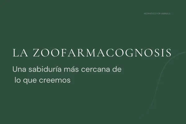 La zoofarmacognosis: una sabiduría más cercana de lo que creemos