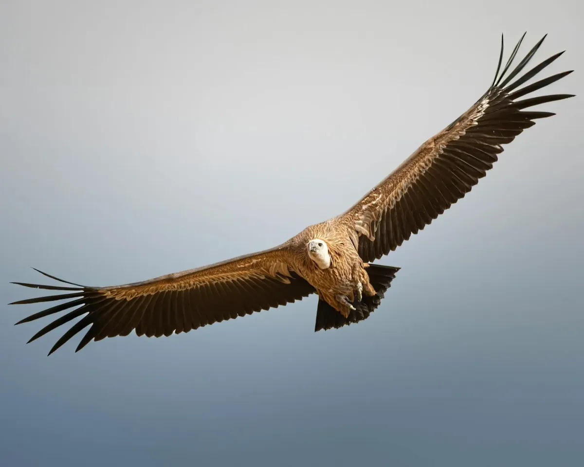 Rush and How to Avoid the Vultures