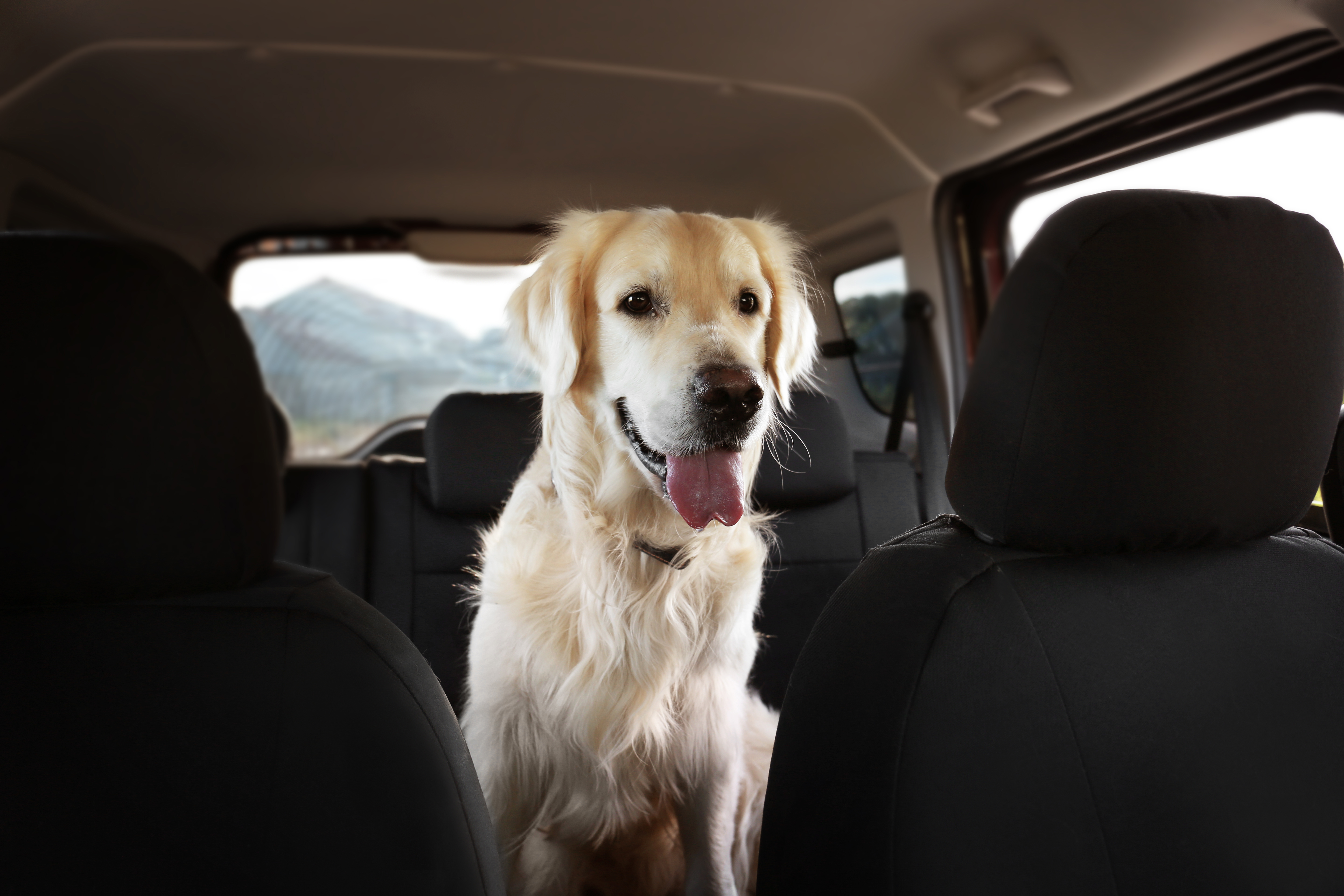 How to Remove Dog Hair from Car Seats in Menifee, CA