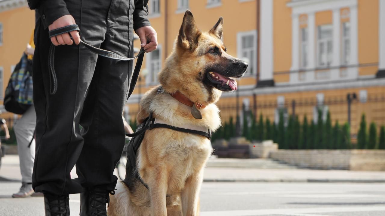bitten by police dog