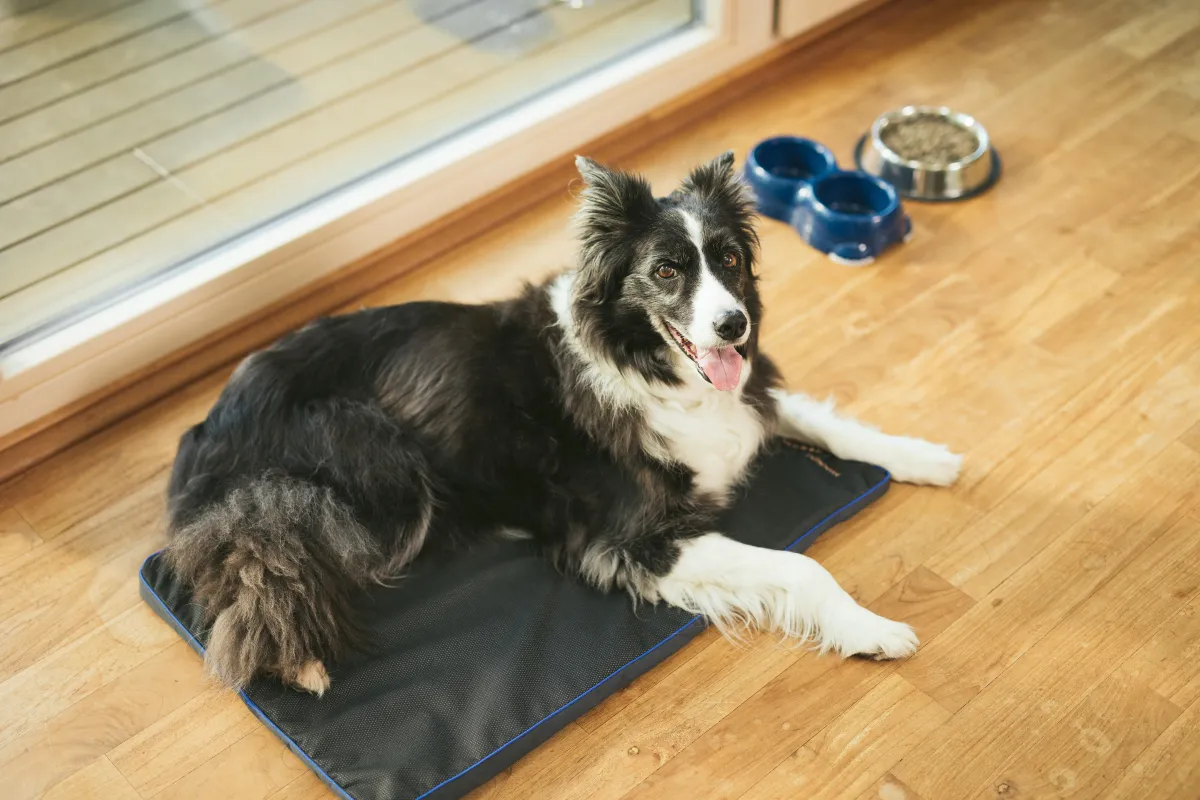 PEMF Pad for dogs