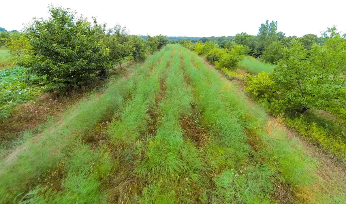 Aerial view of Mark Shepard’s agroforestry demonstration site in Viroqua, WI, showing circular and linear tree rows used in regenerative land and water management