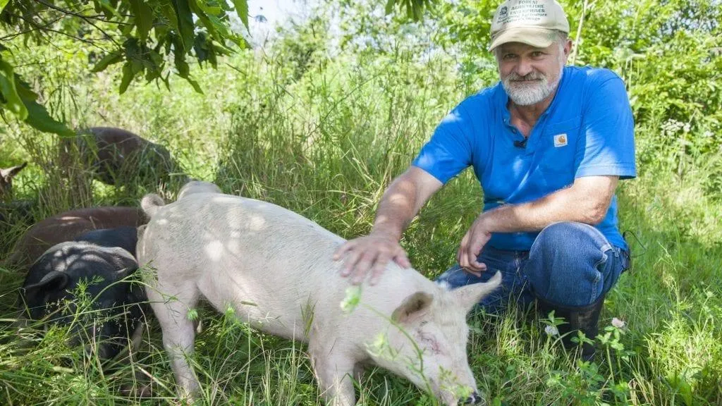 Mark Shepard interacting with pasture-raised pigs in tall grass, demonstrating integrated livestock systems and sustainable water-conscious farming practices