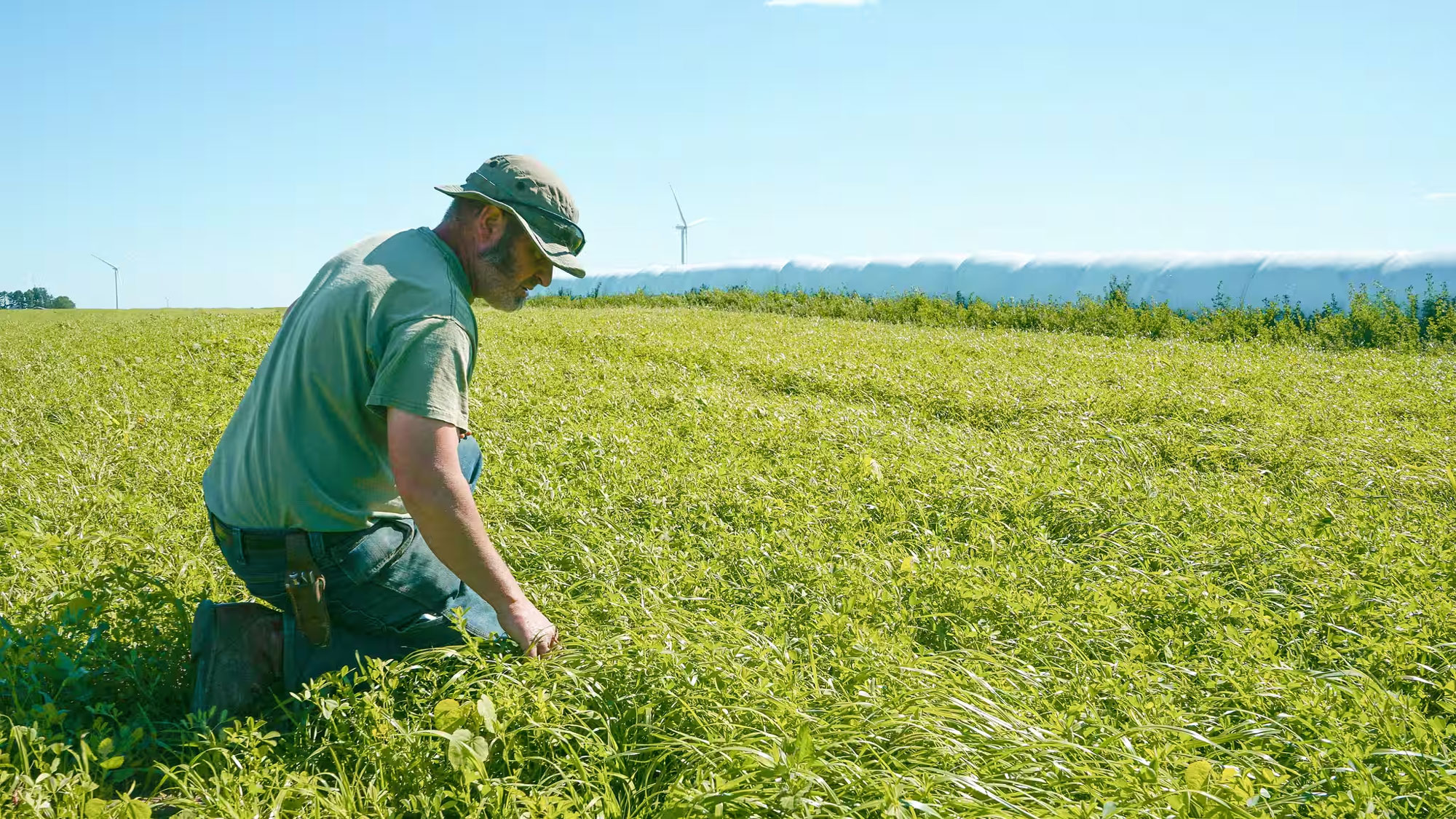 Lush green fields and livestock at Hardscrabble Farms