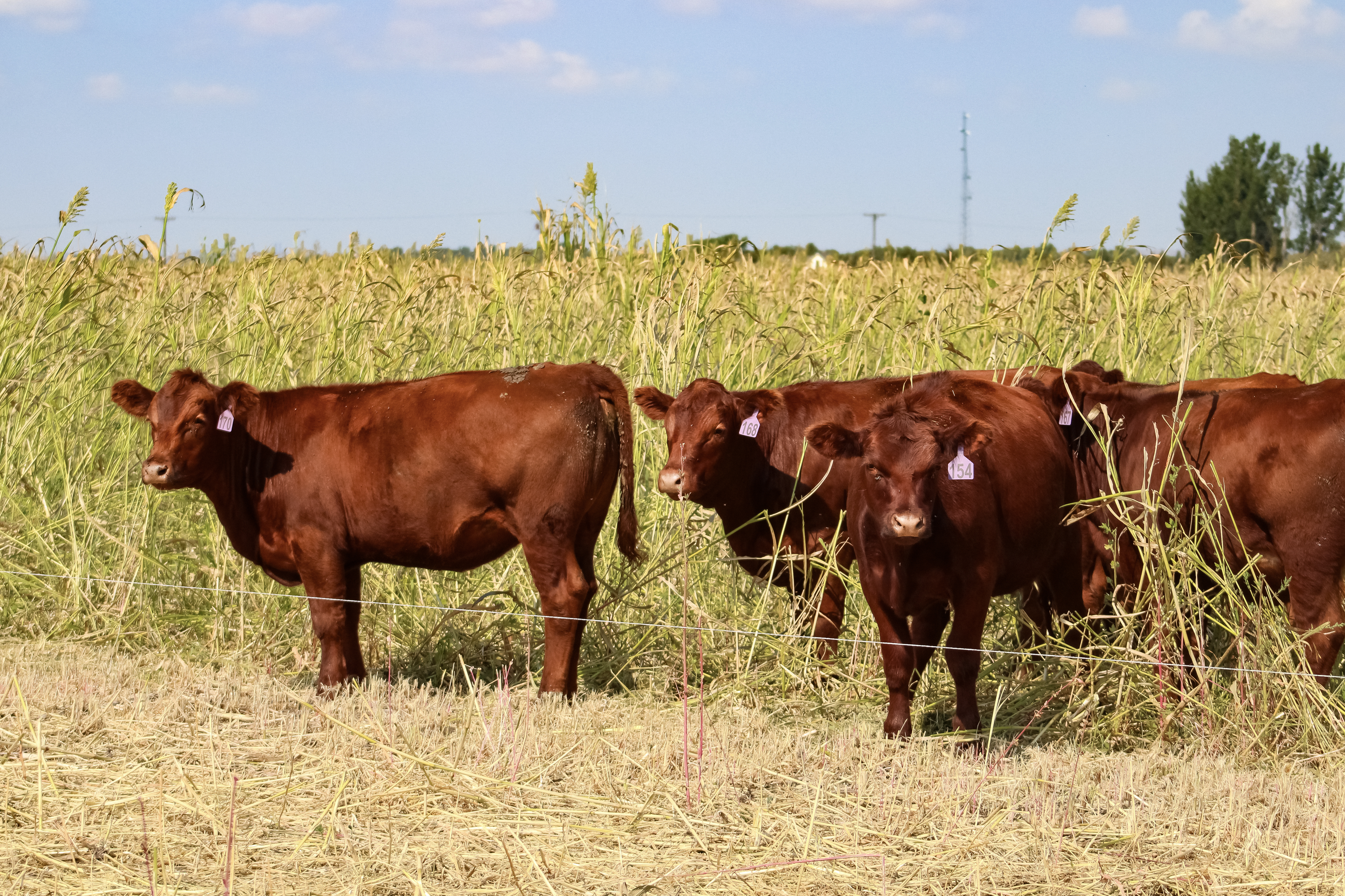 Lush green fields and livestock at Hardscrabble Farms