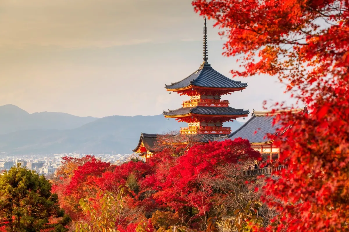 Beautiful red and orange autumn leaves representing Kōyō (紅葉), the Japanese word for autumn foliage.