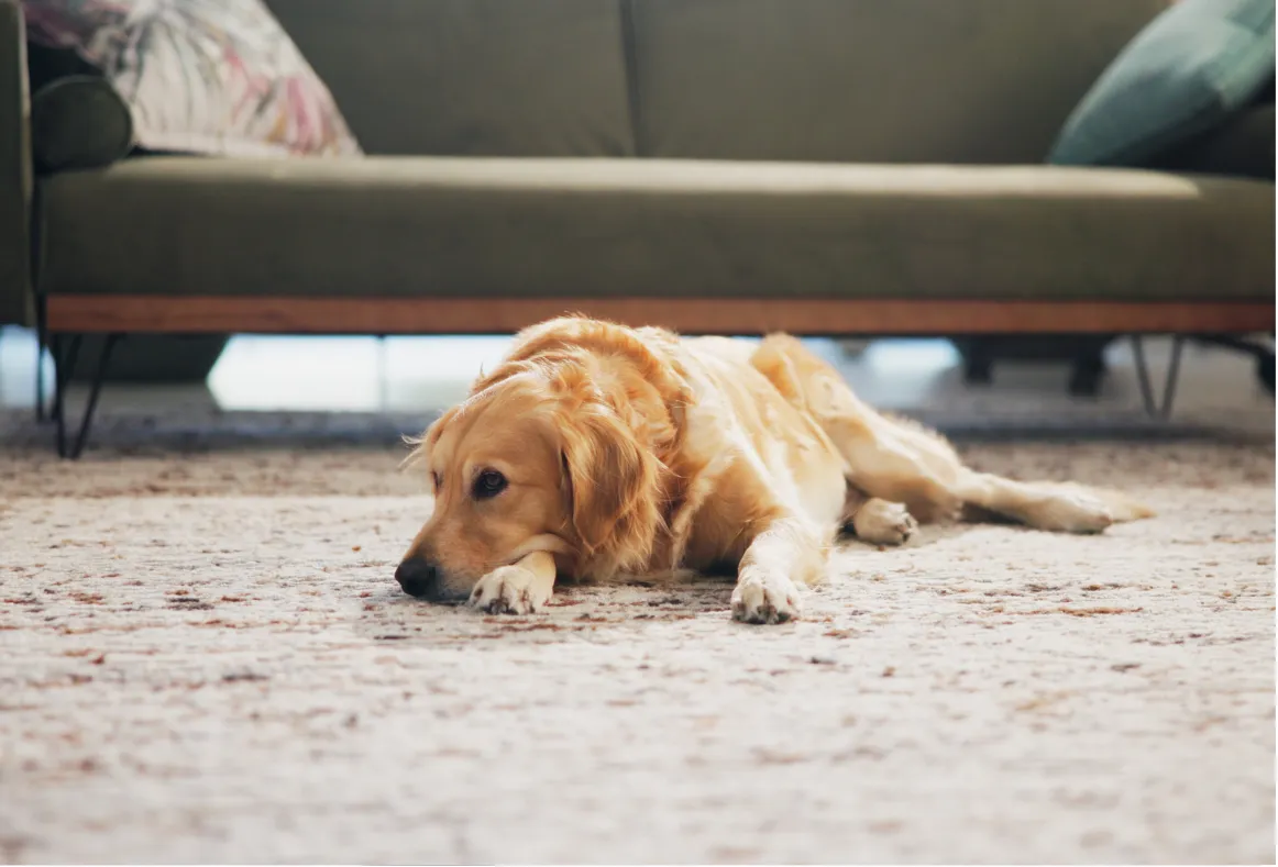 Soft custom carpet and area rug in a residential living space