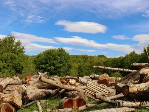 Lot Clearing / Brush Clearing in Lenoir