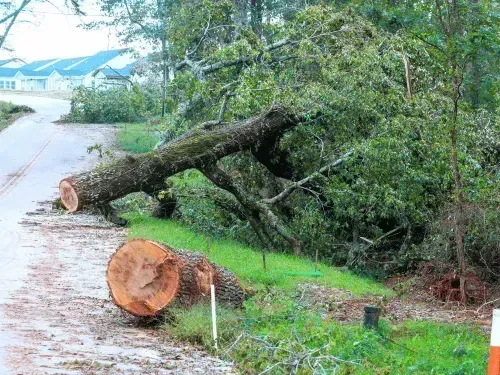 Hazardous Tree Removal in Lenoir