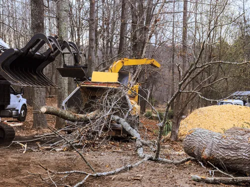  Stump Grinding