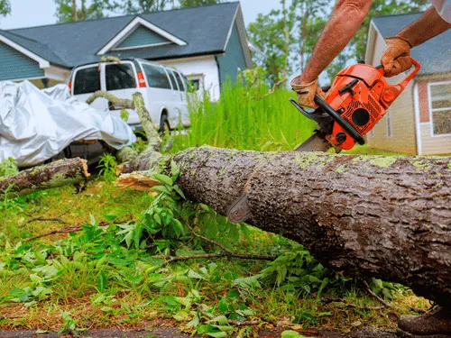 Hickory Tree Removal