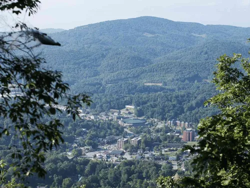 Boone Stump Grinding