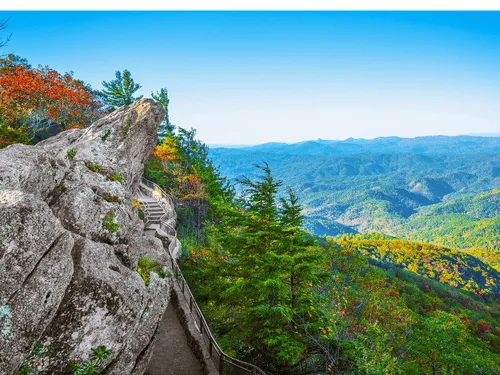 Blowing Rock Stump Grinding