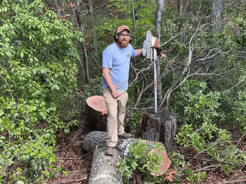 Tree Removal in Lenoir