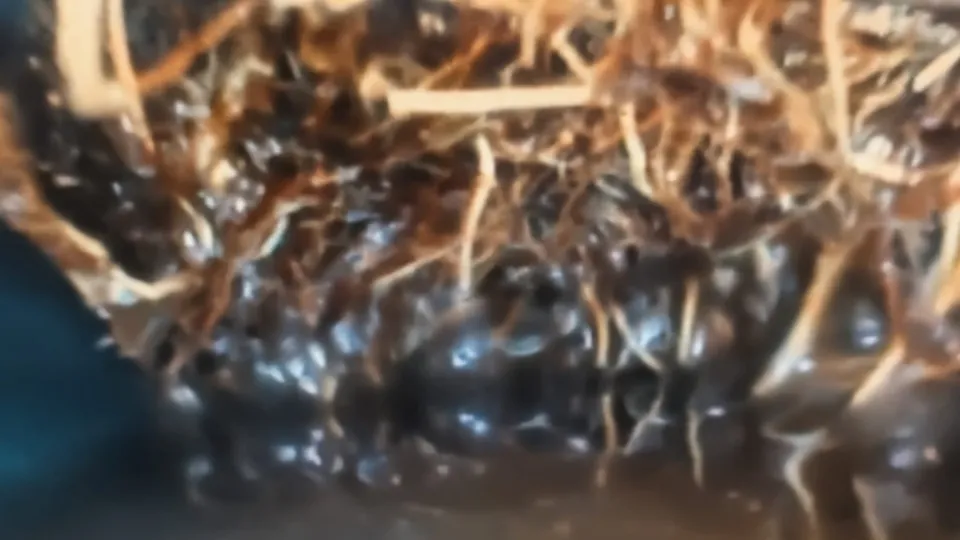 Professional CCTV Drainage Inspection service by Leak Patrol