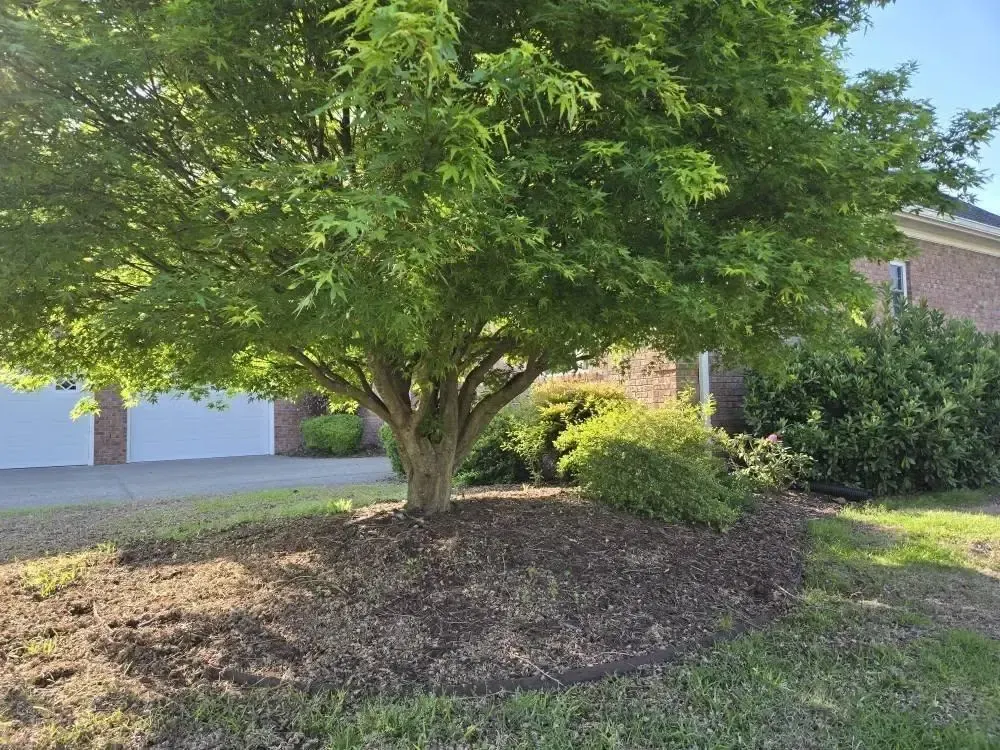 tree trimming