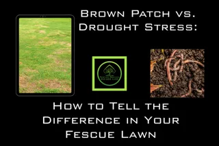 Brown Patch vs. Drought Stress: How to Tell the Difference in Your Fescue Lawn - Copy