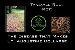 Take-All Root Rot: The Disease That Makes St. Augustine Collapse Overnight - Copy