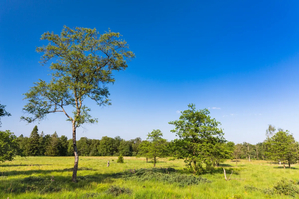 Photo of outdoor space