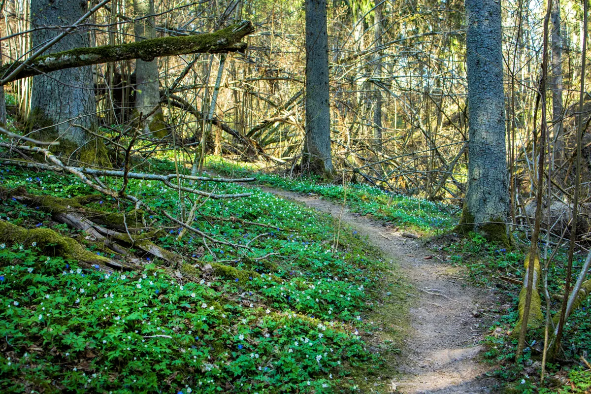 Photo of nature trail