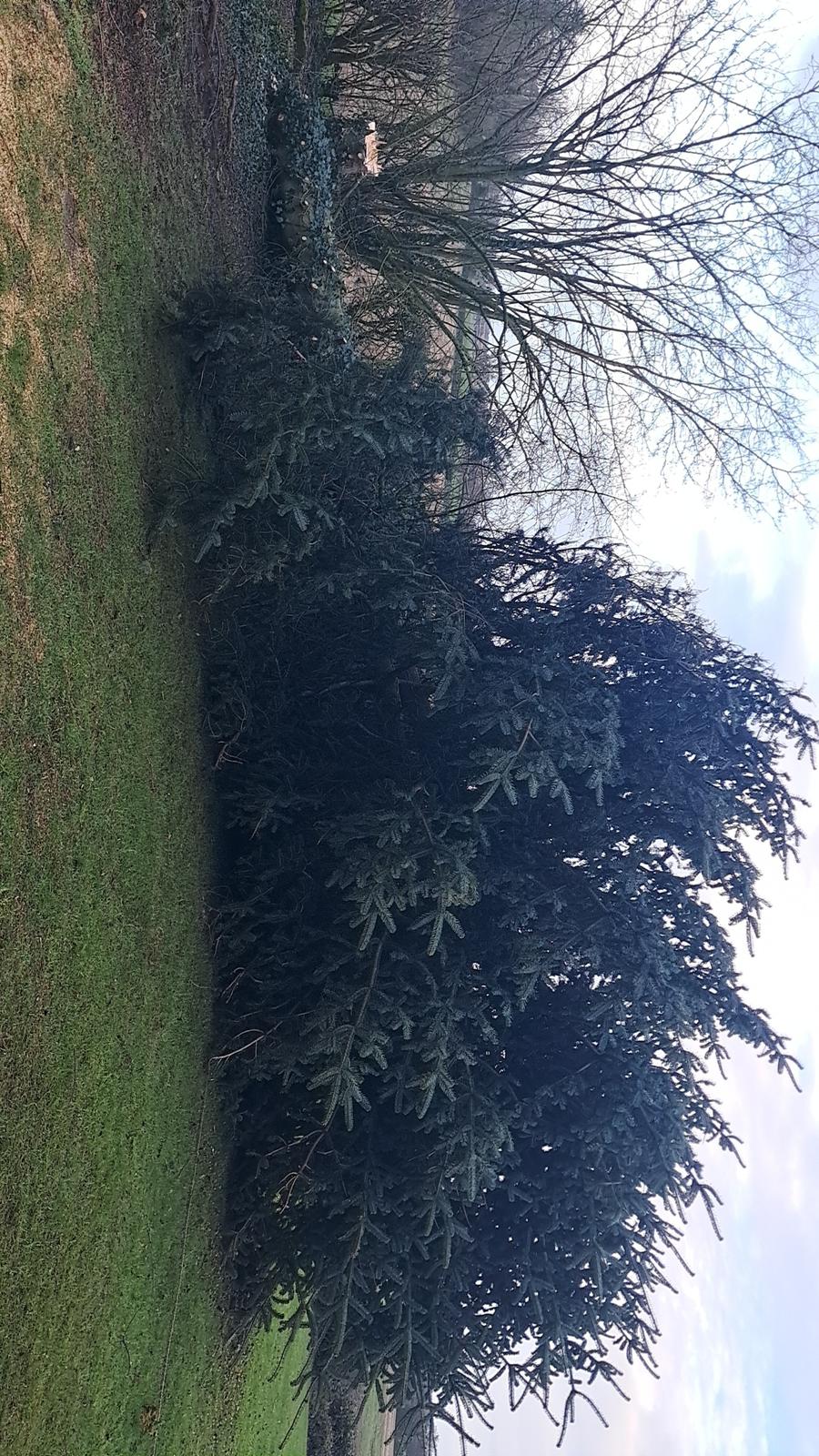 Tree Removal in Shropshire