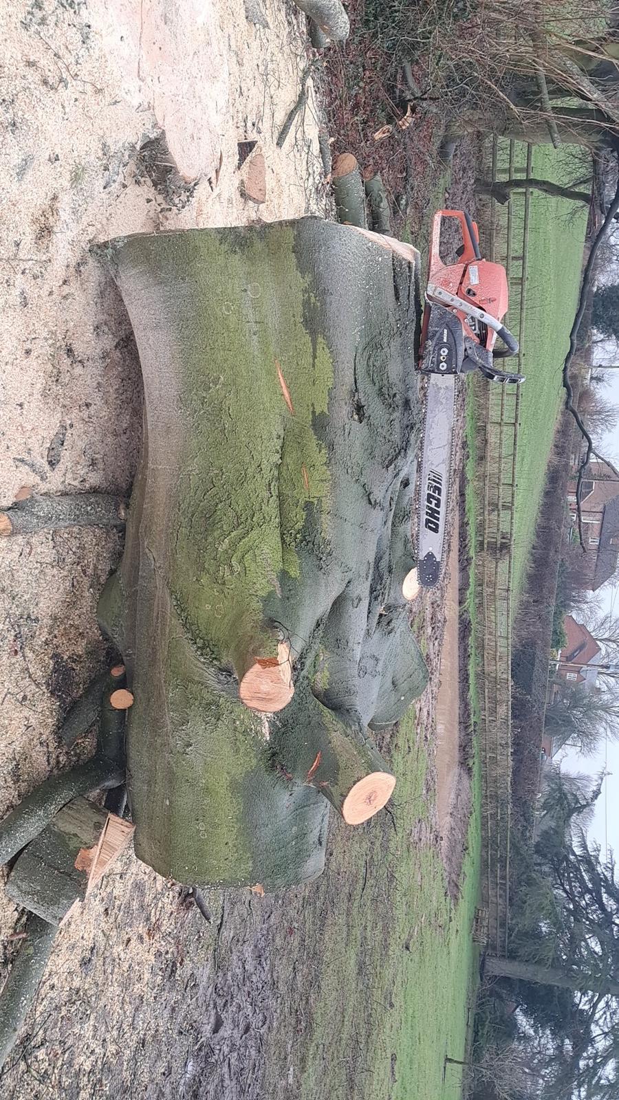 Tree Removal in Market Drayton