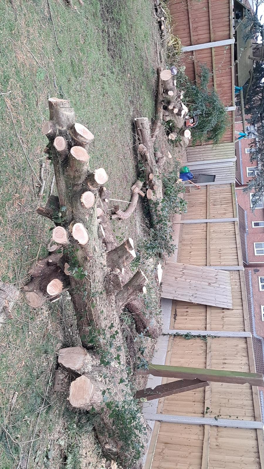 Tree Removal in Telford