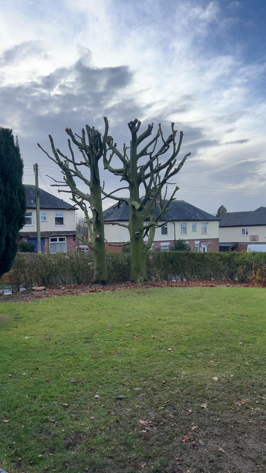 Tree Trimming in Market Drayton