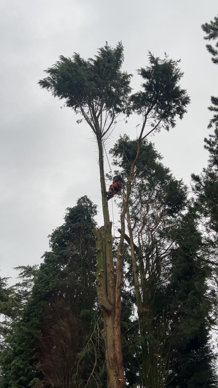 Tree Trimming in Telford