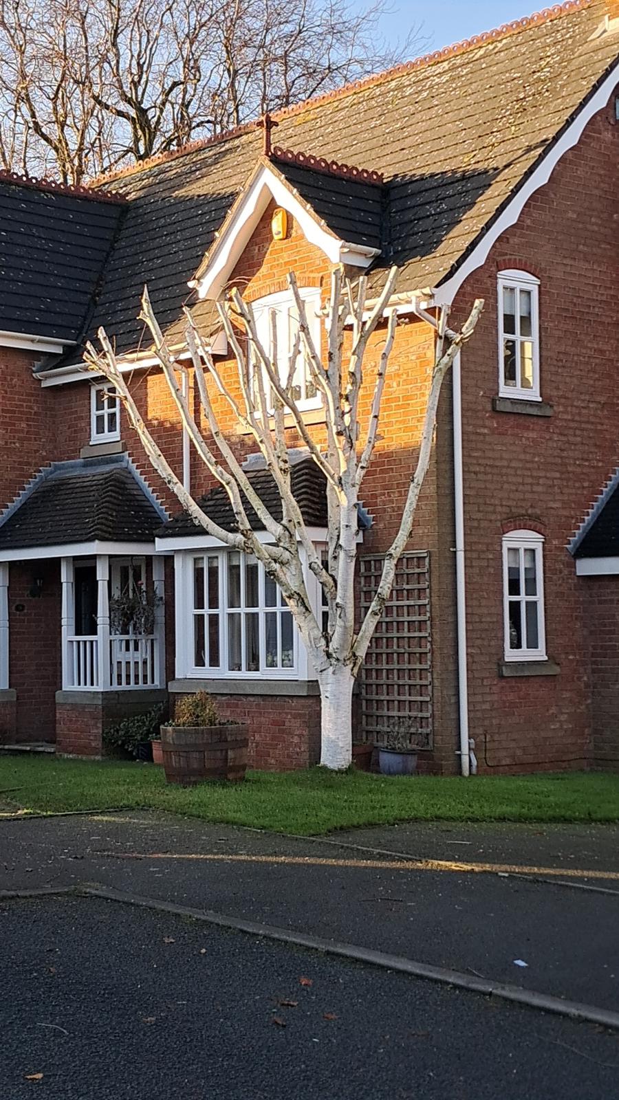 Tree Trimming in Shropshire