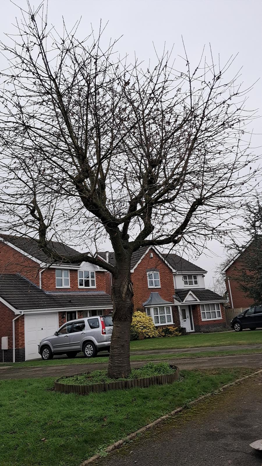 Crown Lifting in Market Drayton