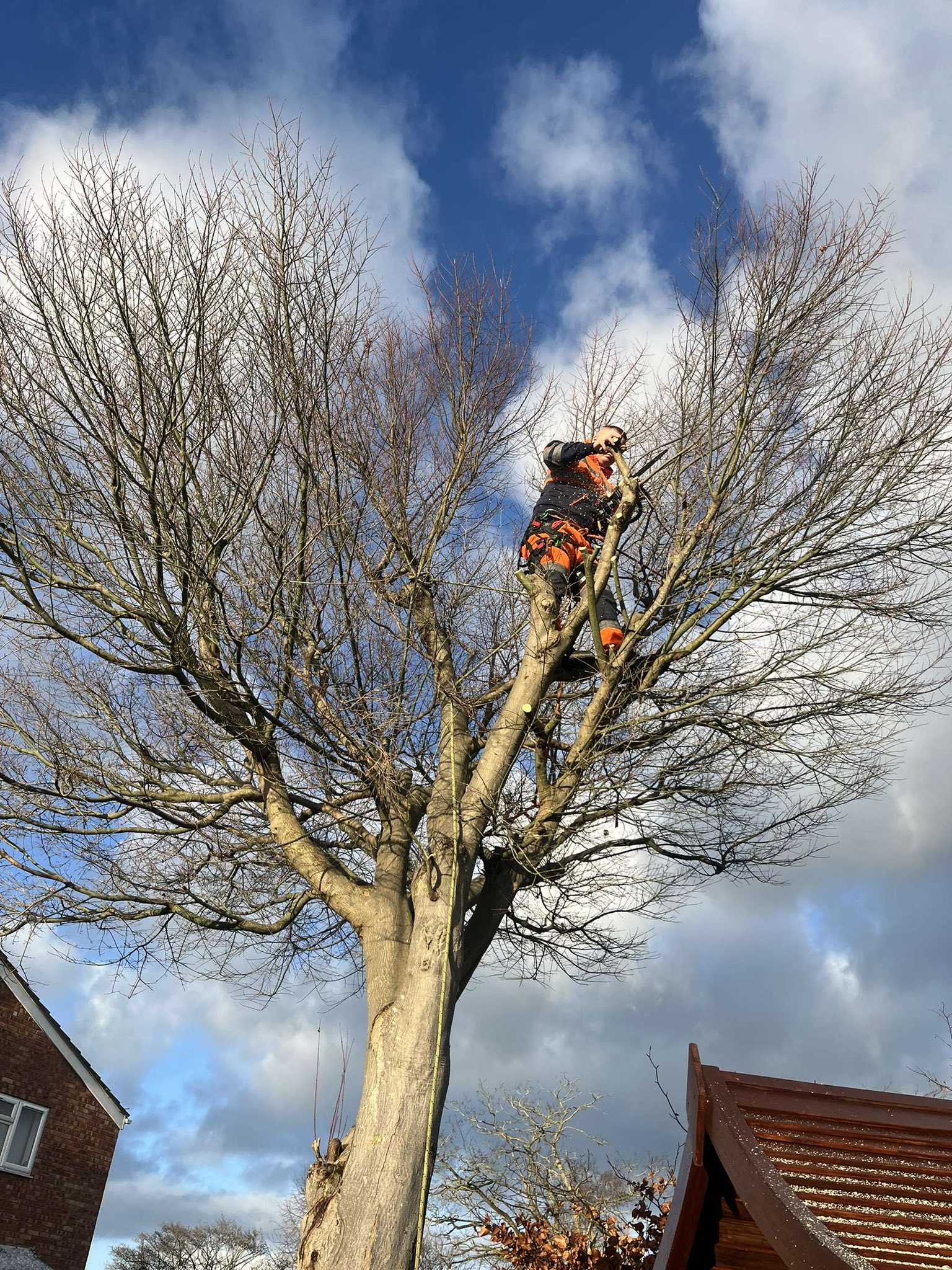 Pollarding in Market Drayton