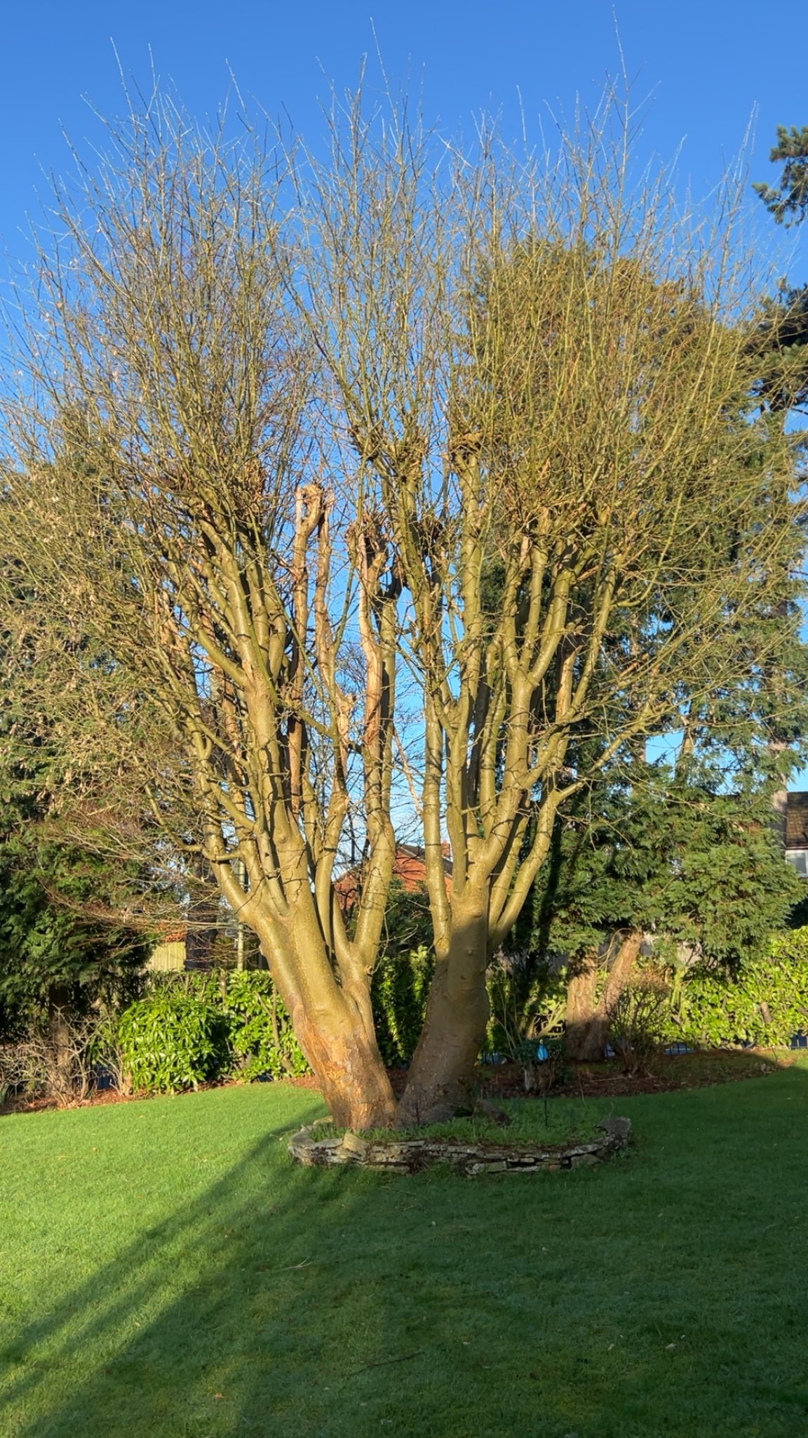 Pollarding in Shropshire
