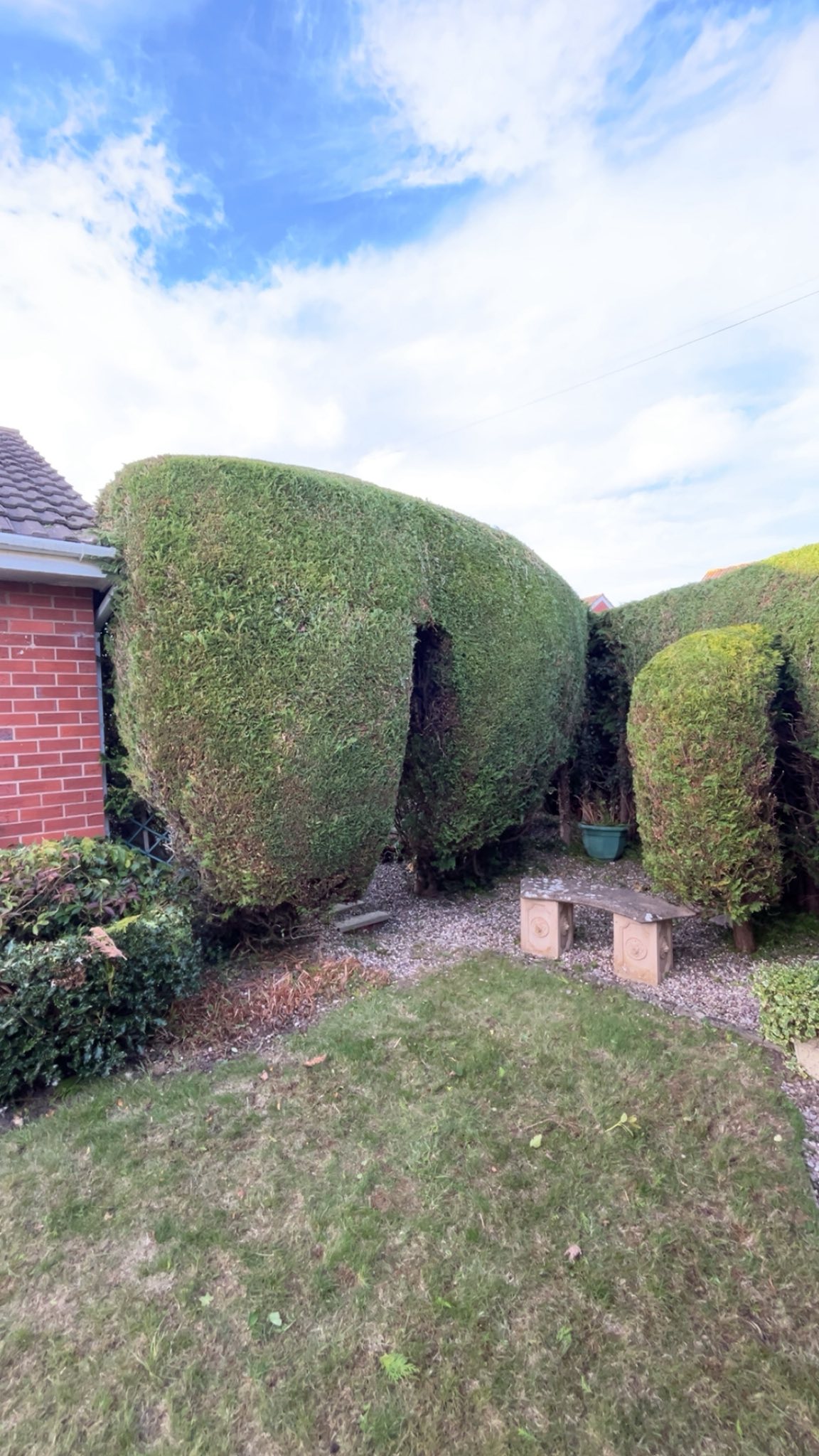 Hedge Thinning in Market Drayton